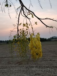 Yellow flowering plants on field against sky during sunset