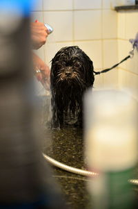 Rear view of black dog standing in water