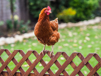 Close-up of a bird on a fence