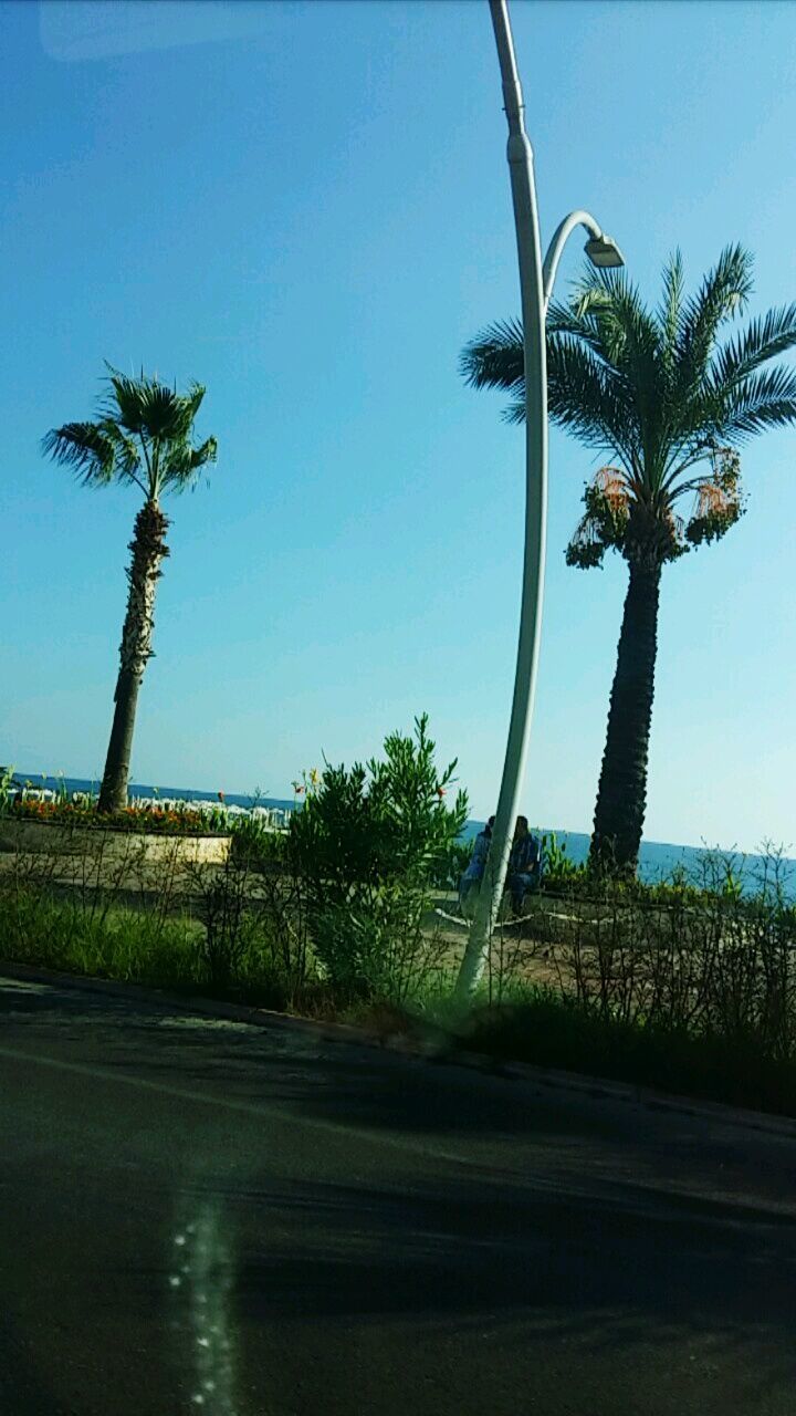 PALM TREES AGAINST SKY