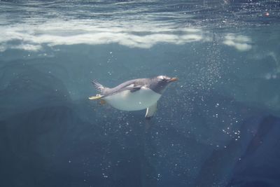View of fish swimming in sea