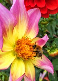 Close-up of bee pollinating on pink flower