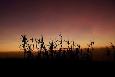 Silhouette plants on field against sky during sunset
