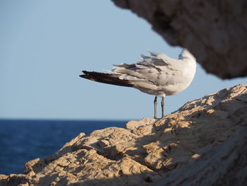 Seagull perching on rock by sea against sky