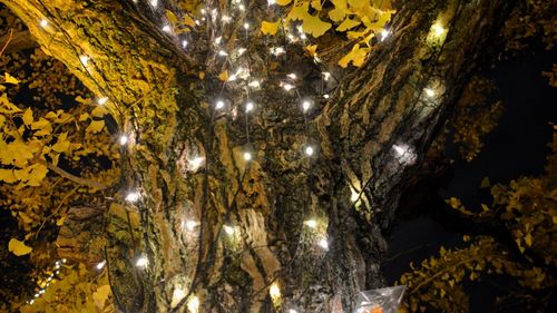 Low angle view of illuminated trees at night