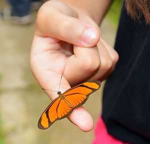 Close-up of cropped hand holding butterfly