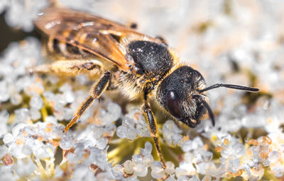 Close-up of bee pollinating flower