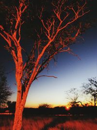 Silhouette bare tree against sky at sunset