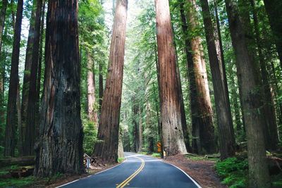 Empty road along trees in forest