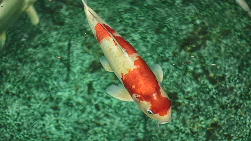 High angle view of fish swimming in water