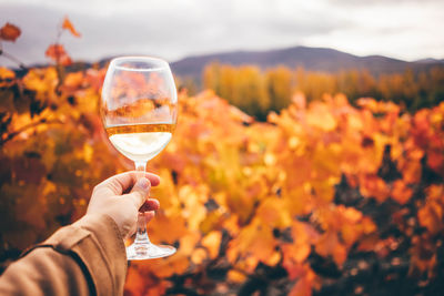 Cropped hand holding wineglass