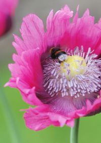 Close-up of bee pollinating on pink flower