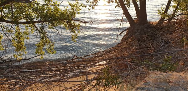 Scenic view of lake by trees in forest