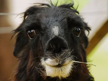 Close-up of dog