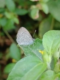 Close-up of butterfly on leaf