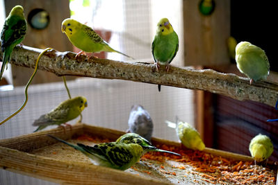 Close-up of parrot perching on floor