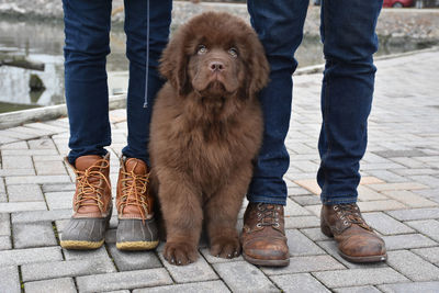 Brown newfie puppy dog sitting between two people's legs.