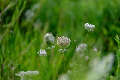 Close-up of white flowering plant on field