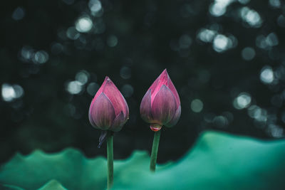Buds of lotus flower on a dark background