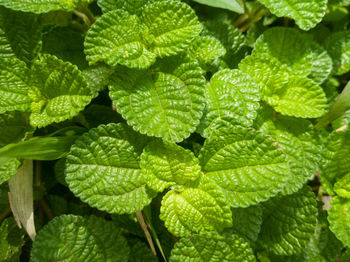 Full frame shot of green leaves