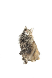 Portrait of cat sitting on white background