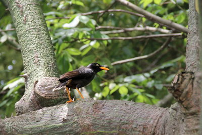 Close-up of bird perching on tree