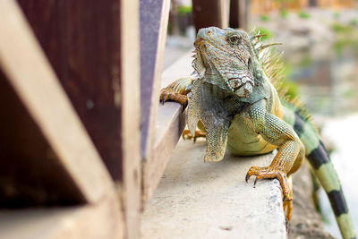 Close-up of iguana by railing