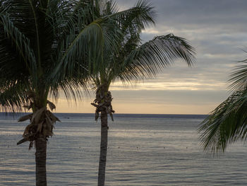 Palm tree by sea against sky during sunset