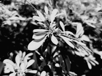 Close-up of flowering plant