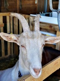 Close-up portrait of goat