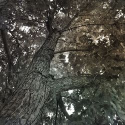 Low angle view of trees in forest