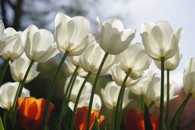Close-up of white tulips in field