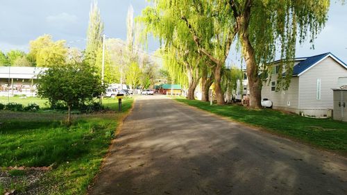 Road along trees