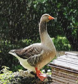 Close-up of bird perching on a lake