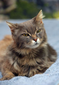 Close-up portrait of a cat