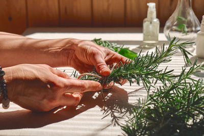 Alternative medicine. woman holding in her hands a bunch of rosemary. 