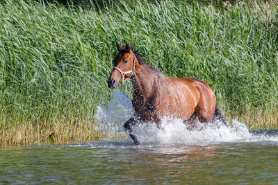 View of horse in shallow water