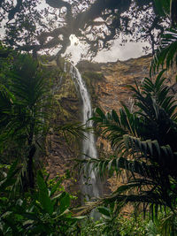 Scenic view of waterfall in forest