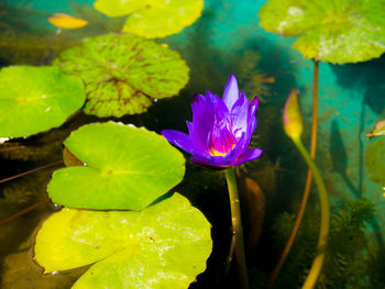 Close-up of lotus water lily