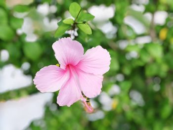 Close-up of pink flowering plant