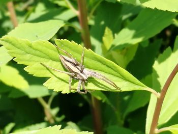 Close-up of butterfly on plant