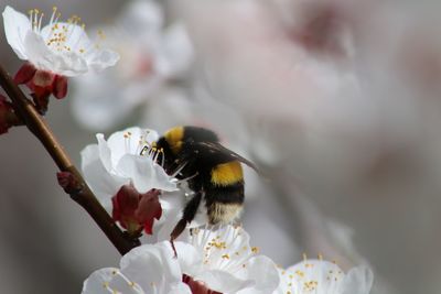 Close-up of bee on white almond flower