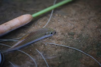 Close-up of fish