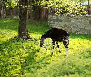 Horse grazing in a field