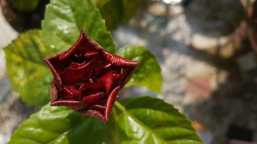 Close-up of red rose