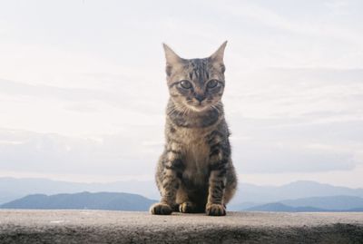 Portrait of cat sitting on mountain against sky