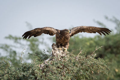 Low angle view of eagle flying against sky