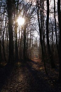 Trees growing in forest