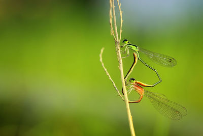 Damselflies mating on plant stem