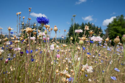 Close-up of purple flowering plants on field against sky